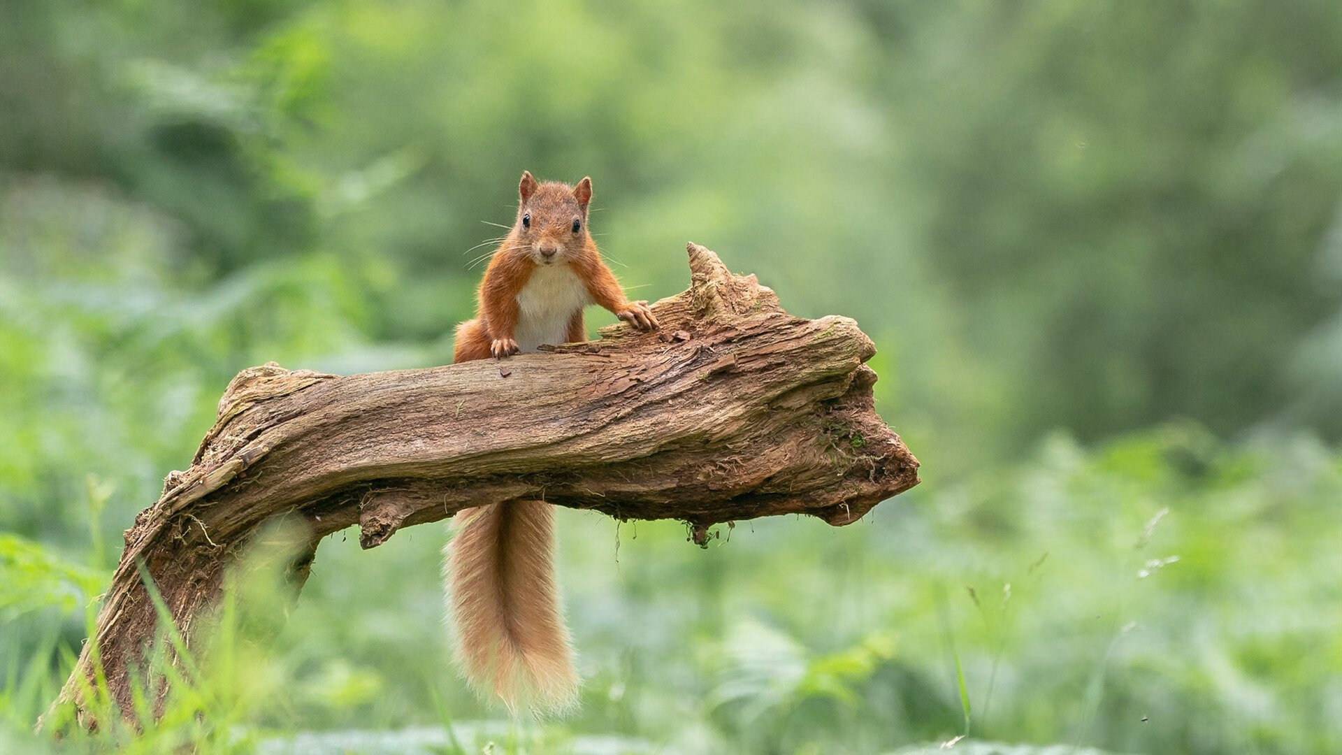 凌晨四点的神秘简讯，候场球员恩佐G6砍下五双，拯救赛点