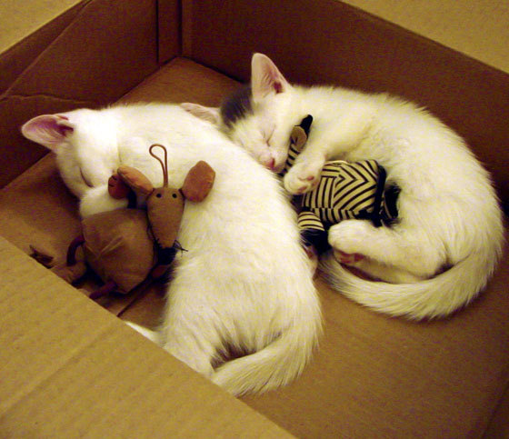 巴林沙漠的轰鸣与休斯顿的喧嚣，一场关于速度与青春的平行叙事