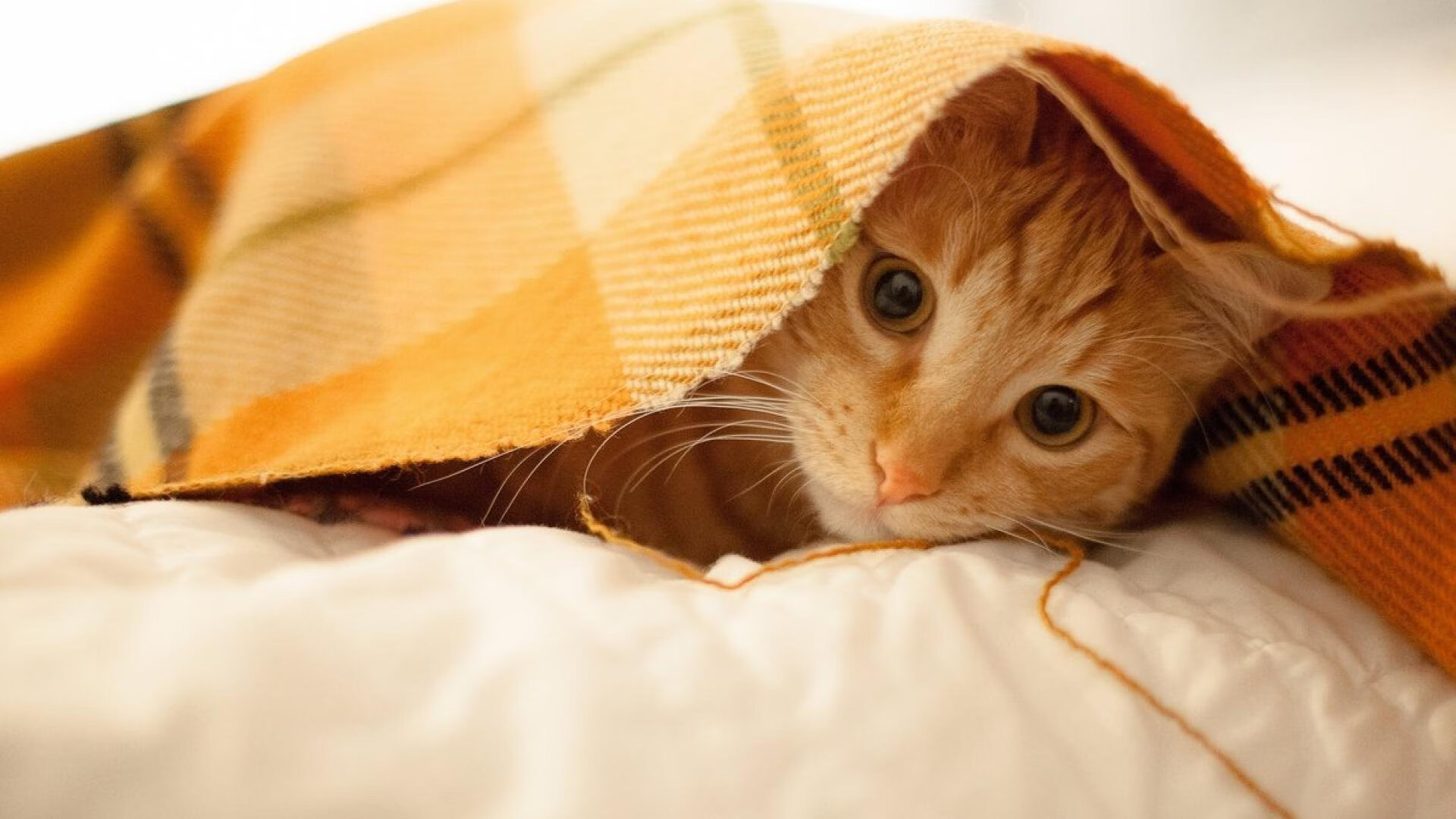 沥青与草皮的掌控力，当劳塔罗在街道飞驰，荷兰用足球统治丹麦