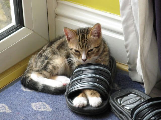 安第斯山与温布利，当秘鲁生死战与欧冠决赛在同一天点燃世界