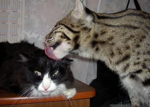 欧冠半决赛焦点战，比利亚雷亚尔逆袭，加拿大梦碎之夜