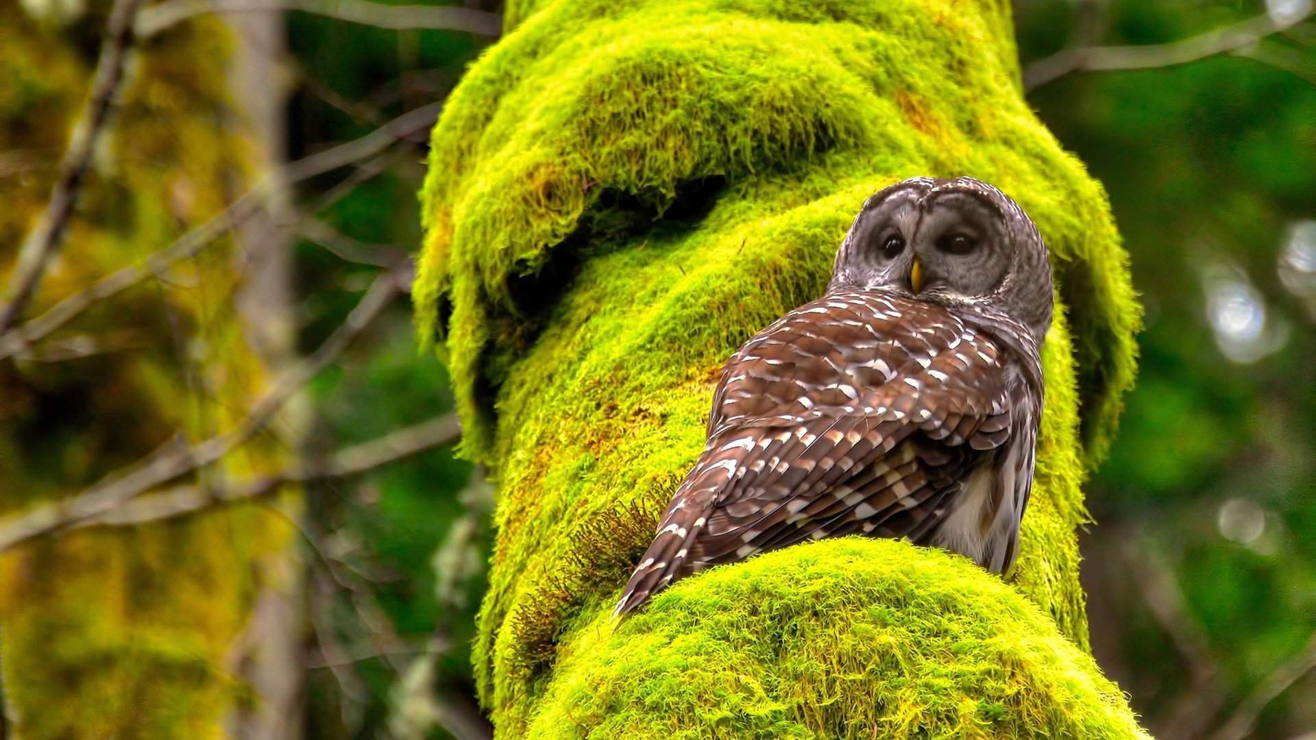 围城中的神迹，奥运周期关键战之夜，字母哥压力下完成爆发